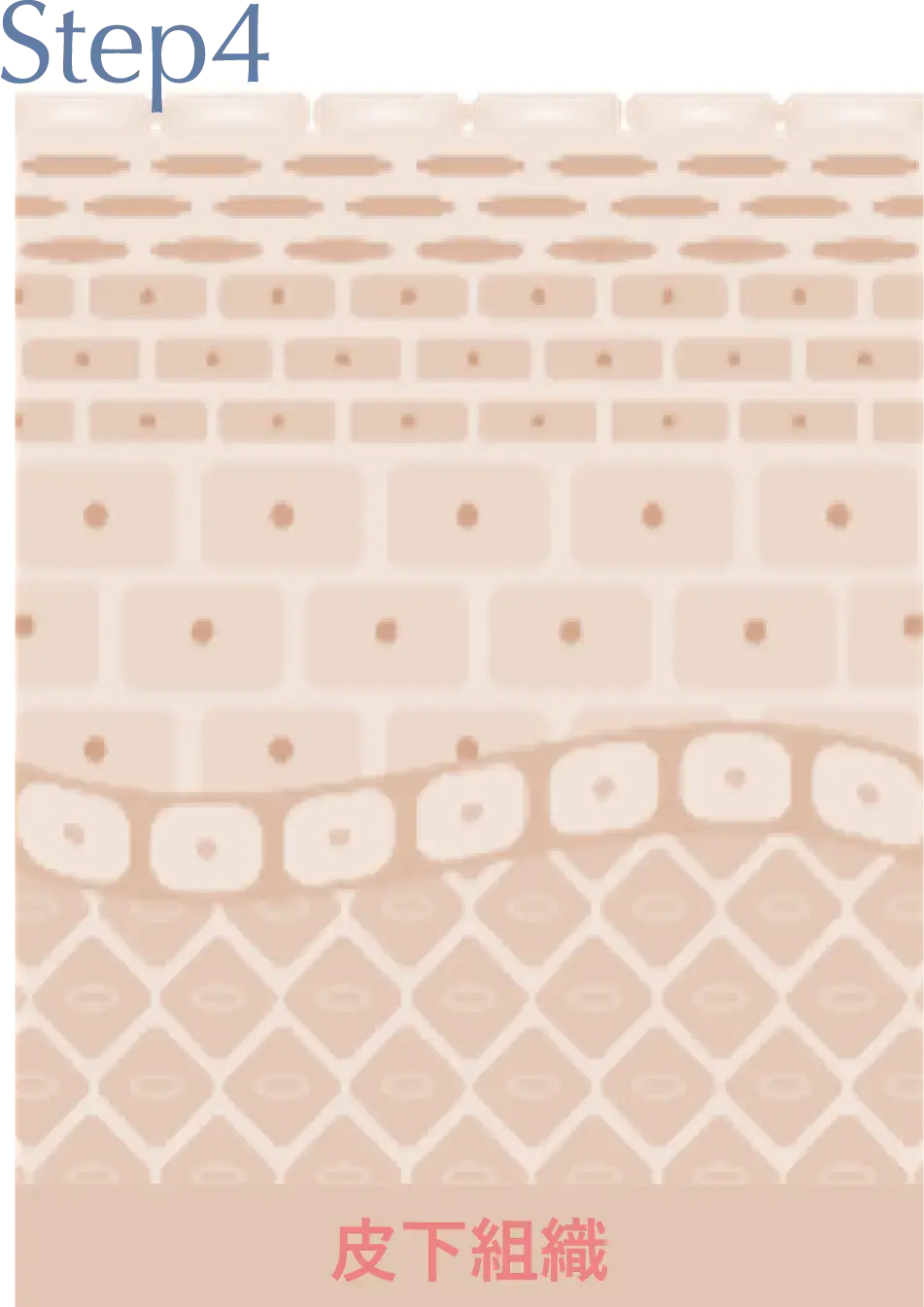 Step4 皮下組織の画像